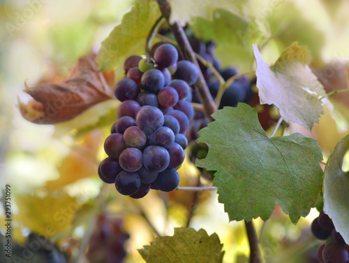 close on black grape growing among leaf in vineyard