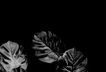 tropical black monstera palm leaves tree background