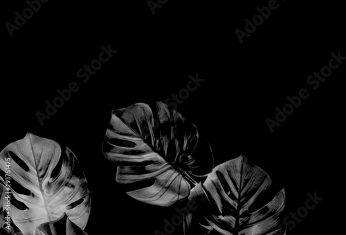tropical black monstera palm leaves tree background