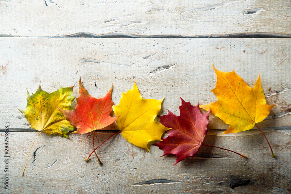 Bright autumn leaves on the white rustic desk Bright autumn leaves on the white rustic desk