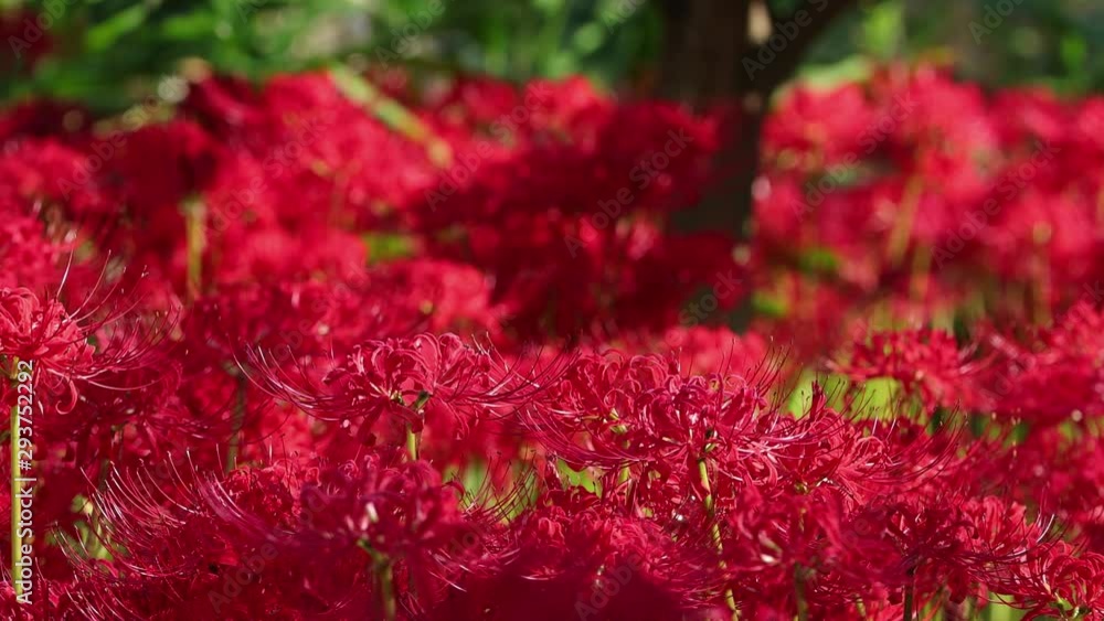 風に揺れる彼岸花（4K UHD）