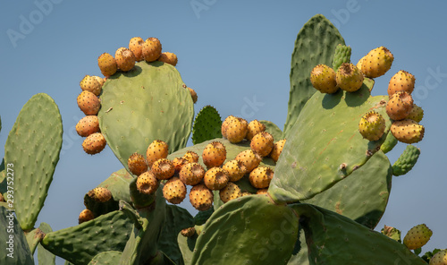 Close up view of a Prickly Pear plant and its fruits, that becomes red colored while growing.