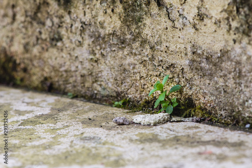 Little plant growing in the concrete, selective focus on the plant, resiliency concept.
