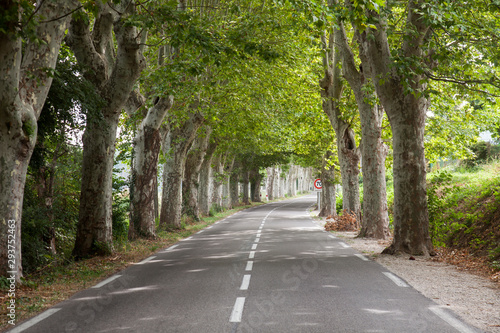 Fotografie Road with avenue trees near the city of Apt, Vaucluse, Provence-Alpes-Cote d Azu