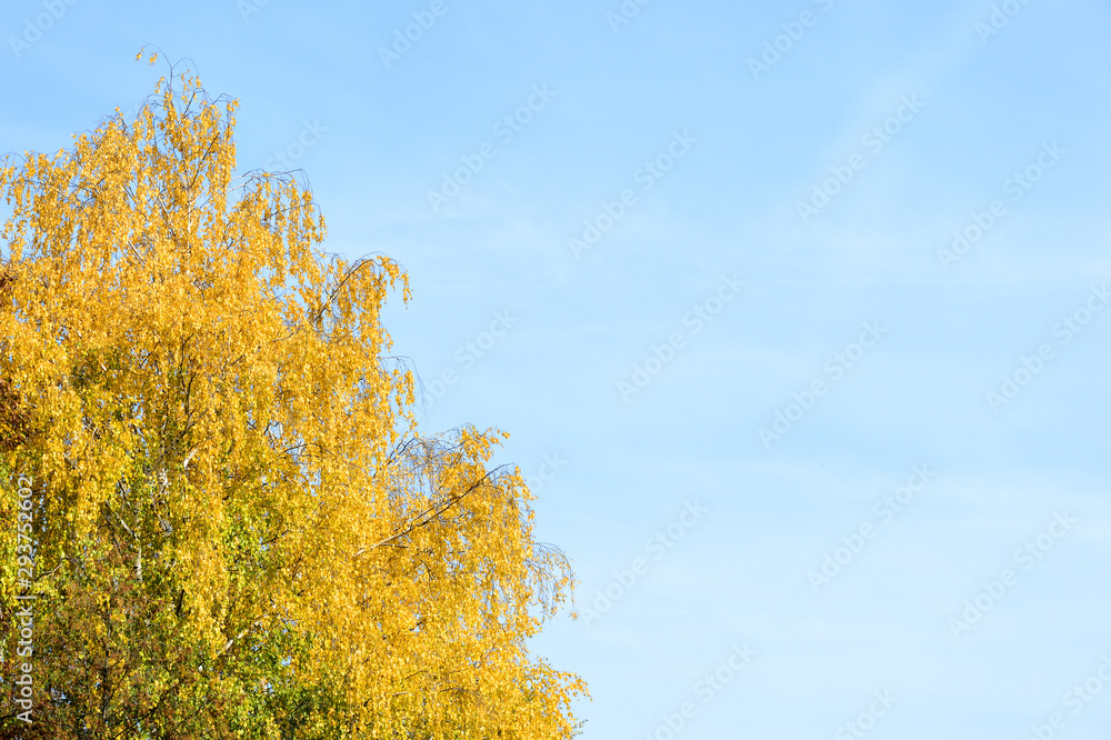 Bright yellow foliage of trees against the blue sky. Autumn background with copy space Bright yellow foliage of trees against the blue sky. Autumn background with copy space