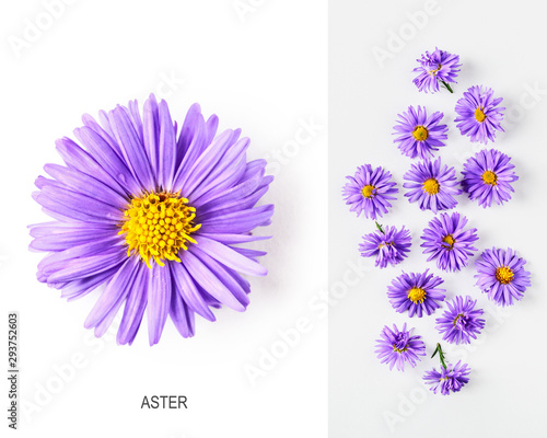 Blue aster flowers layout photo