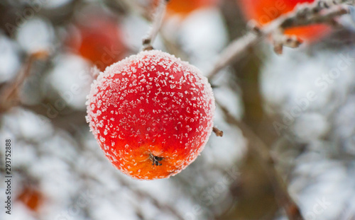 ripe red apple covered with frost on an apple tree in late autumn