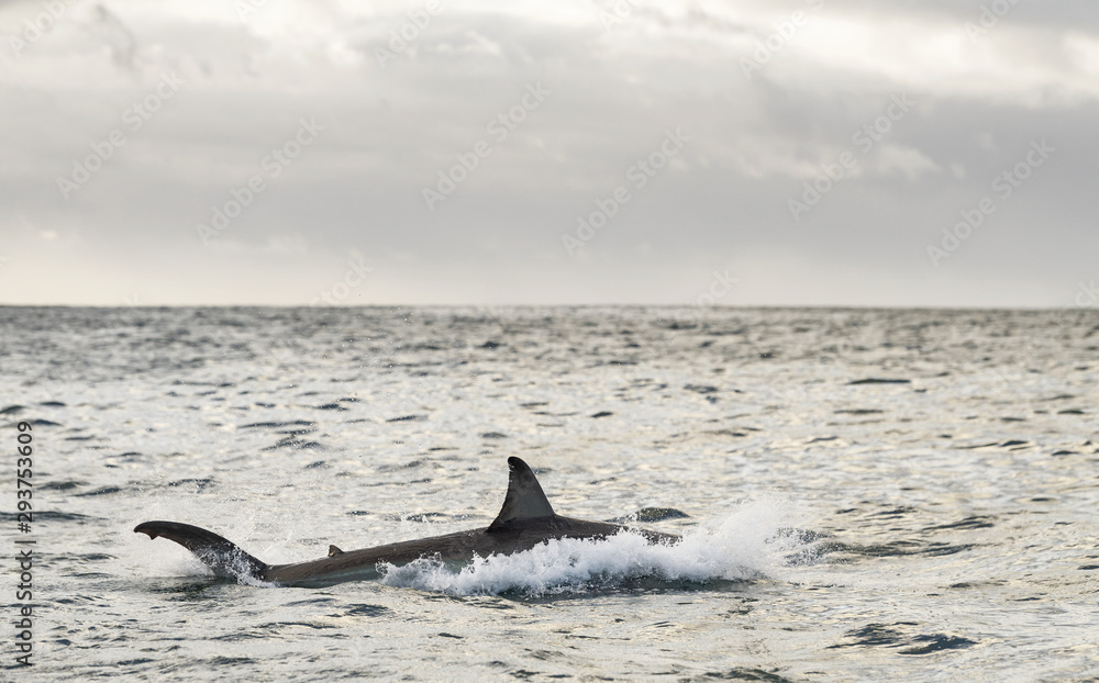Fototapeta premium Shark hunts near the surface of the water. Great White Shark. Scientific name: Carcharodon carcharias. South Africa.