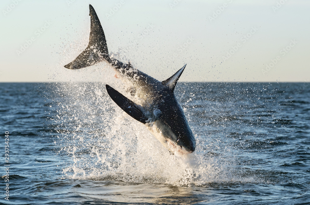 Fototapeta premium Breaching Great White Shark. Scientific name: Carcharodon carcharias. South Africa