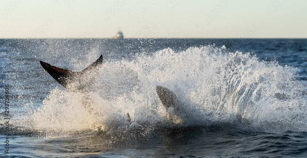 Fototapeta premium Shark hunts near the surface of the water. Great White Shark. Scientific name: Carcharodon carcharias. South Africa.