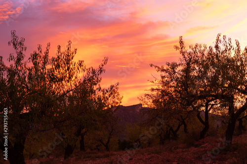 Atardecer, Anochecer en campos de almendros . Benizar, Moratalla,Murcia(España) photo