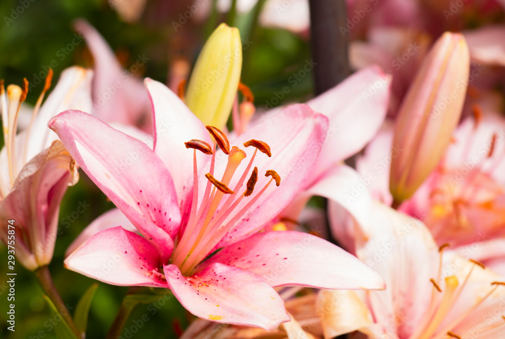 Obraz premium pink lily flowers on a flowerbed in summer