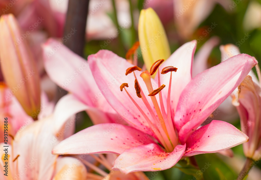 pink lily flowers on a flowerbed in summer