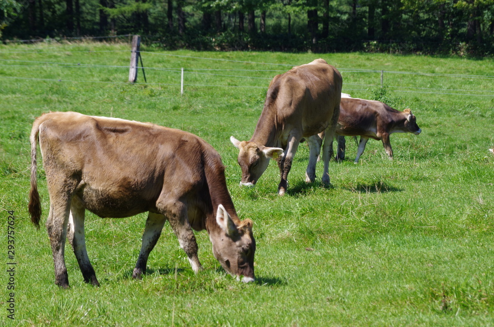 Fototapeta premium ジャージー牛