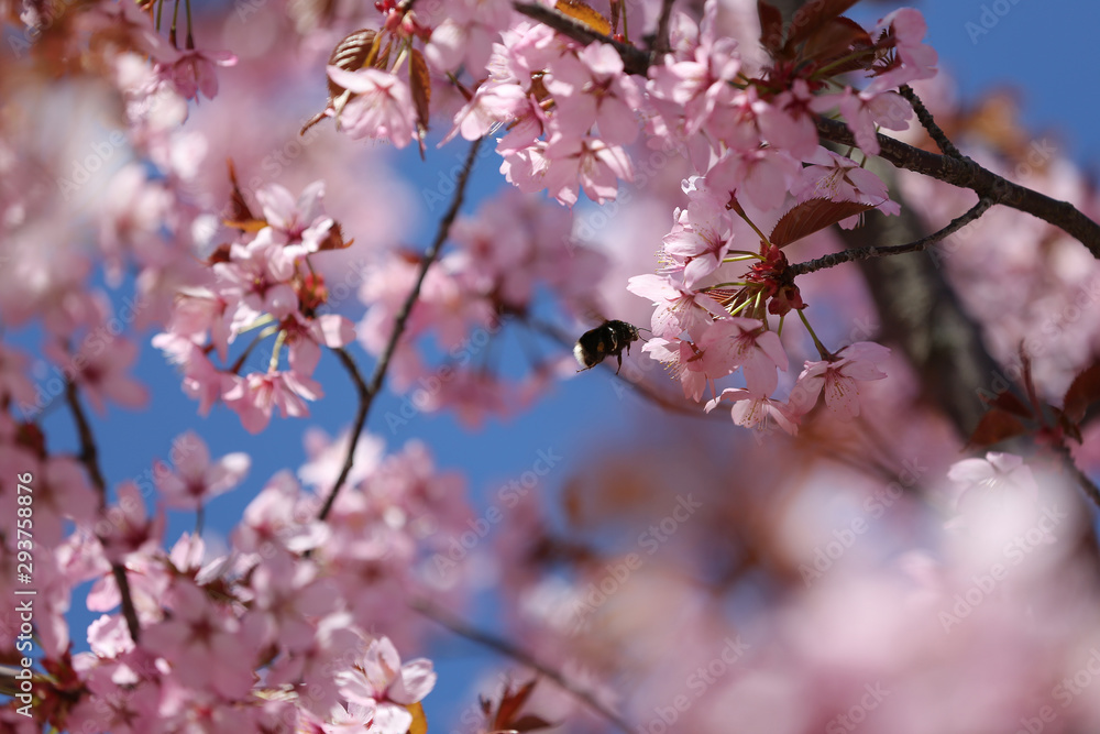Beautiful cherry blossom tree and a happy bumblebee in springtime, Gotland Sweden. Beautiful cherry blossom tree and a happy bumblebee in springtime, Gotland Sweden.