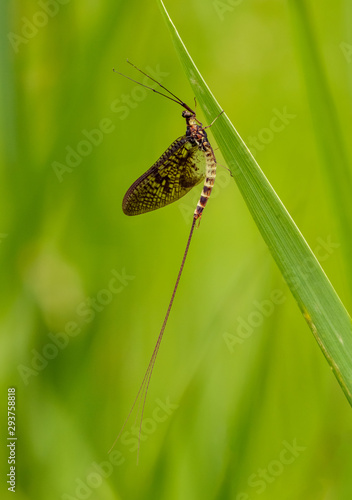 mayfly on grass photo