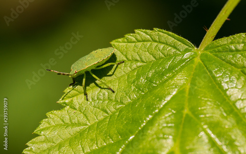 Fotografija green bug on green leaf