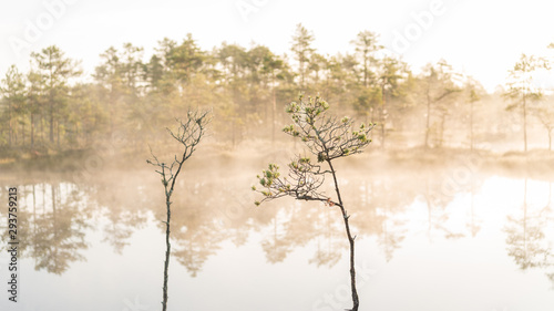 swamps in the morning fog. Lahemaa, Estonia.