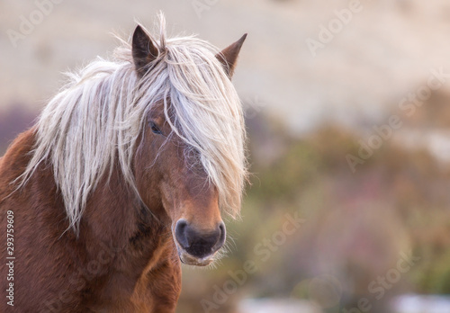 Beautiful portrait of a horse in the field