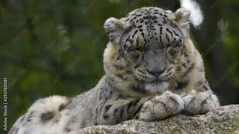 Close up of snow leopard sitting on a rock and blinking with the eyes. Close up of snow leopard sitting on a rock and blinking with the eyes.