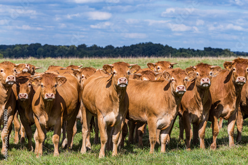 herd of limousine cows
