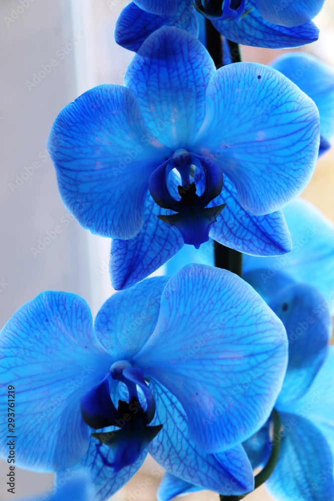 Close up of bright blue orchid - Phalaenopsis Royal Blue Stock Photo |  Adobe Stock