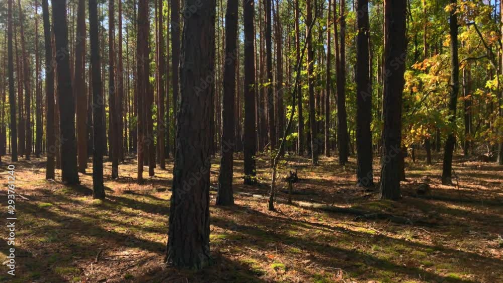 Panorama of a warm pine forest with young tall pines, camera movement in a circle with a bright sunny lens flare. Trunks of pine trees with shadows and sun glare. Panorama of a warm pine forest with young tall pines, camera movement in a circle with a bright sunny lens flare. Trunks of pine trees with shadows and sun glare.