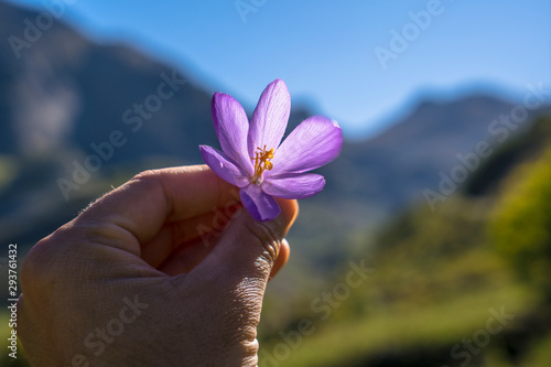 A young man with a purple flower in Aguas Tuertas in the Pyrenees of Huesca. Spain photo