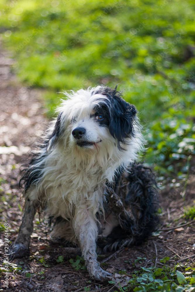 Messy black and white fluffy dog scratching itself Messy black and white fluffy dog scratching itself