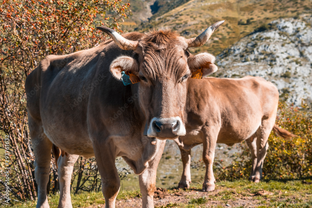 Looking at a cow in Aguas Tuertas in the Pyrenees of Huesca. Spain Looking at a cow in Aguas Tuertas in the Pyrenees of Huesca. Spain