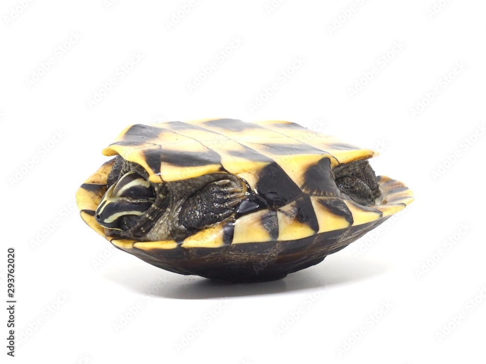 Turtle lying on a white background. Turtle lying on a white background.