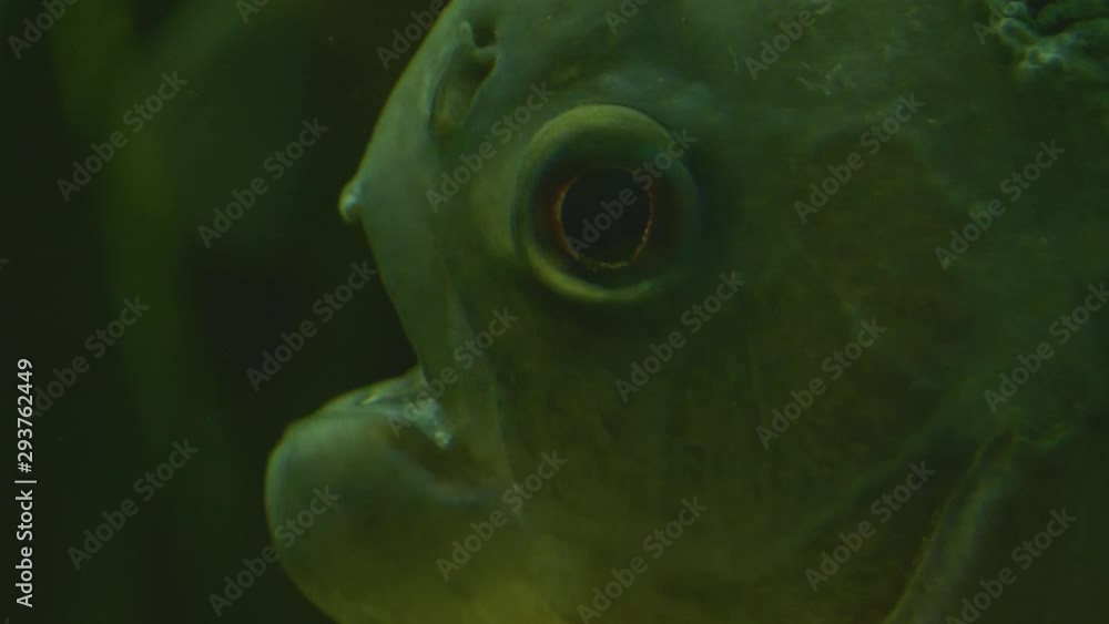 A piranha or piraña, close up of head moving his mouth at one point you ...