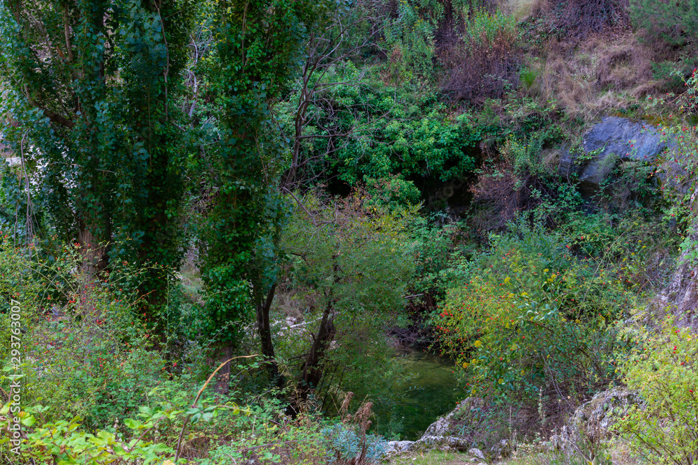 Bosque de Alamos en Benizar,Moratalla (España) Bosque de Alamos en Benizar,Moratalla (España)