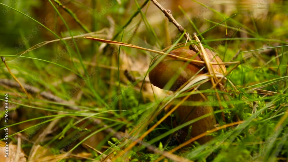 Ground-level shot of someone picking mushrooms (Imleria Badia - Bay Bolete) off of a lush forest floor. Ground-level shot of someone picking mushrooms (Imleria Badia - Bay Bolete) off of a lush forest floor.