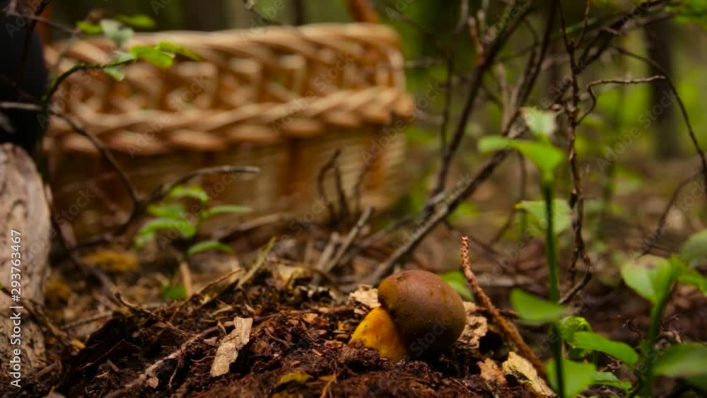 Ground-level shot of someone picking mushrooms (Imleria Badia - Bay Bolete) off of a lush forest floor. Ground-level shot of someone picking mushrooms (Imleria Badia - Bay Bolete) off of a lush forest floor.