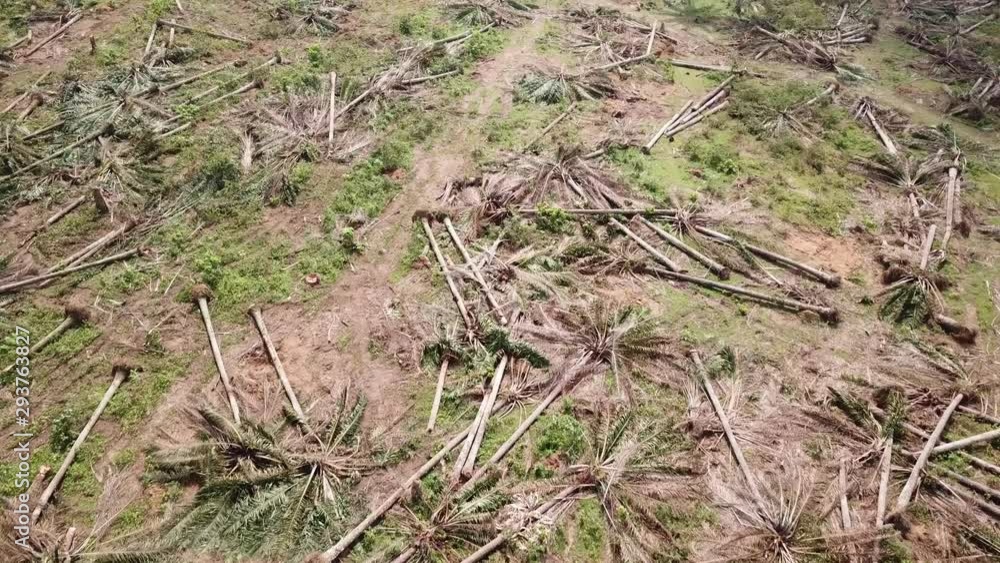 Oil palm cleared for replanting at Malaysia, Southeast Asia. Oil palm cleared for replanting at Malaysia, Southeast Asia.
