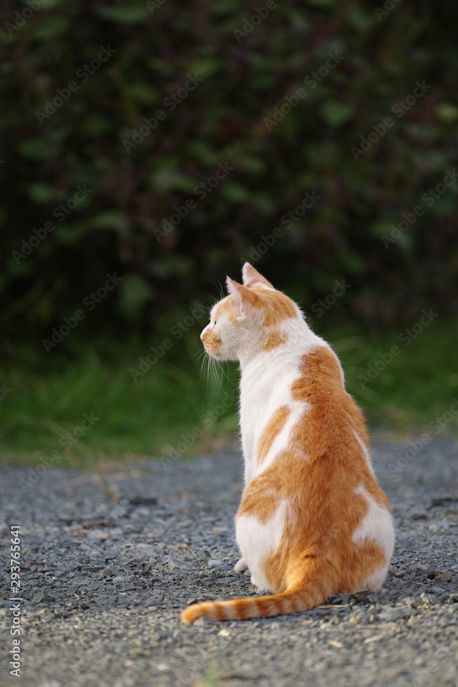 背中で語る猫 背中で語る猫