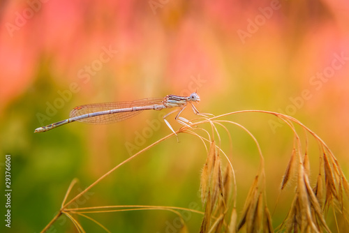 Small light blue dragonfly resting on dry grass