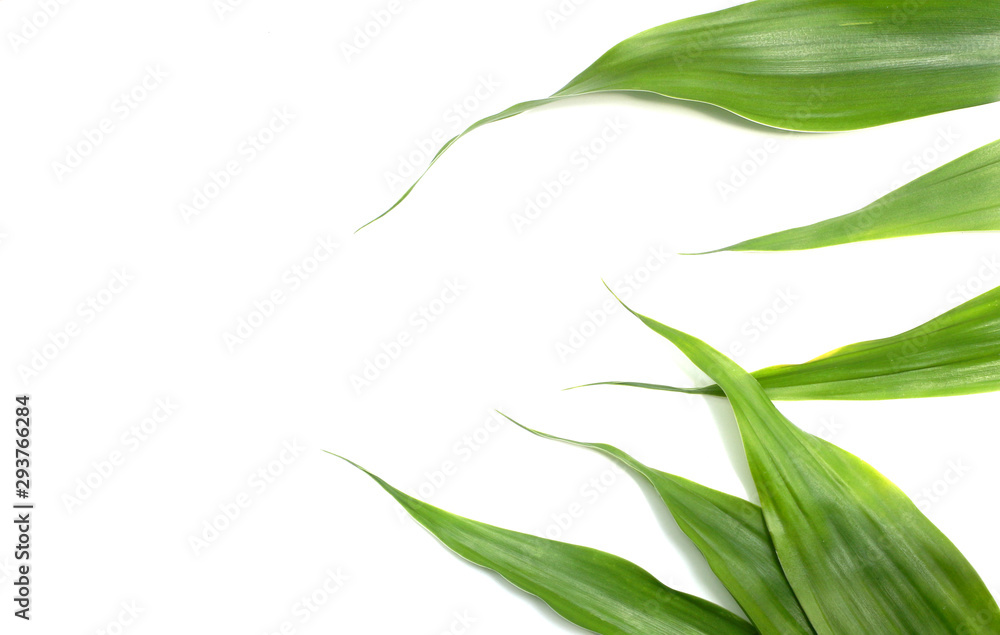 Fototapeta premium nature green leaves on white background