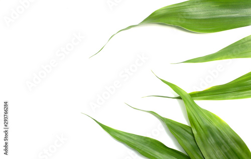 nature green leaves on white background