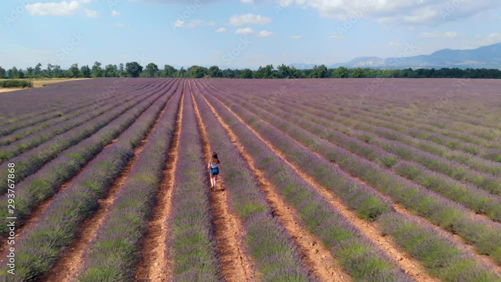 Aerial following a girl running through a lavender field in full bloom in Provence, Southern France
