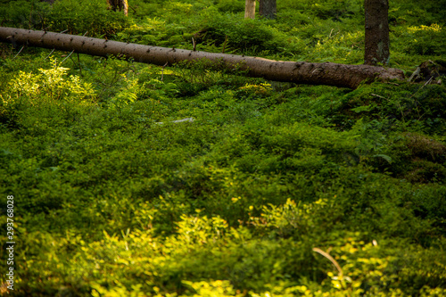 Fototapeta Naklejka Na Ścianę i Meble -  felling tree fairy tale forest scenery landscape with green foliage cover foreground 