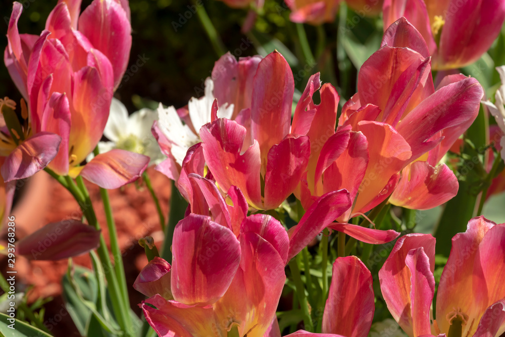 Pink red flowers in flowerbed with blurred bokeh background and copy space Pink red flowers in flowerbed with blurred bokeh background and copy space