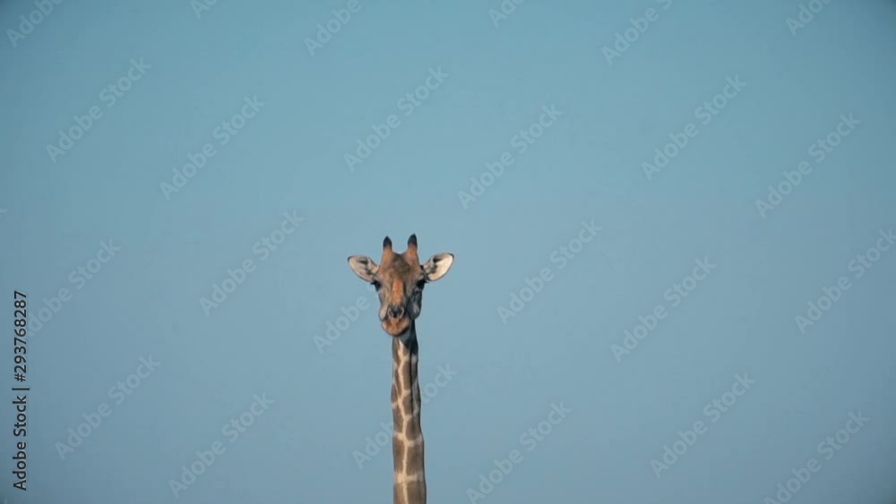 giraffe head on sky background, slow motion giraffe head on sky background, slow motion