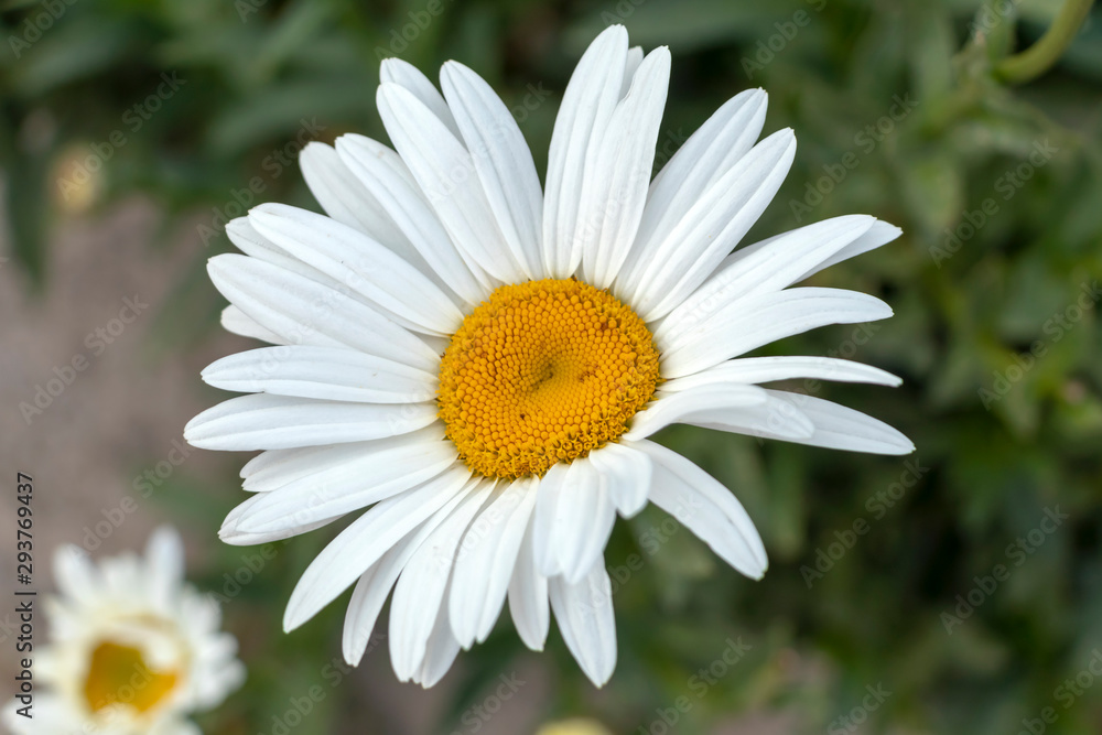 White simple marguerite on blurred bokeh green background White simple marguerite on blurred bokeh green background