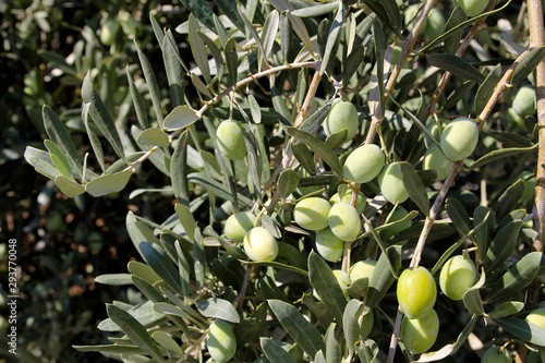 Fresh green olives on a tree branch