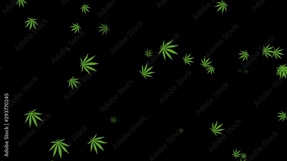 Marijuana leaves flutter in the air. Permission to use. 4K. Alpha channel. Looped video. Green leaf. Marijuana leaves flutter in the air. Permission to use. 4K. Alpha channel. Looped video. Green leaf.