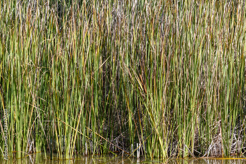Espadañas o aneas de hoja estrecha en una laguna. Typha angustifolia.