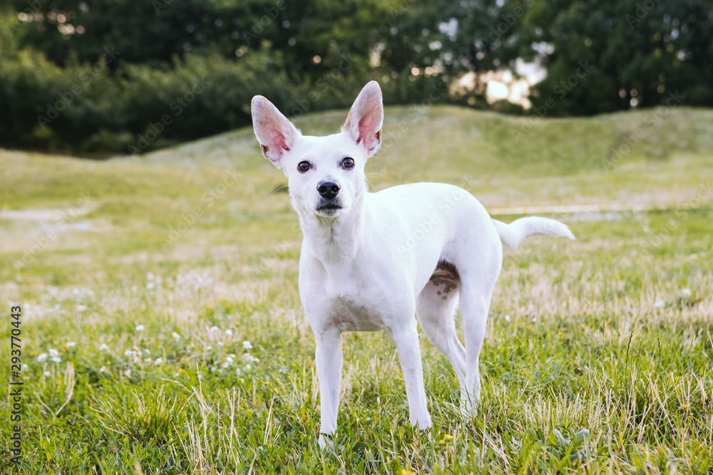 Dog white Xoloitzcuintli Mexican Hairless with big pink ears. Nature background. Counryside weekend. Walking in the park