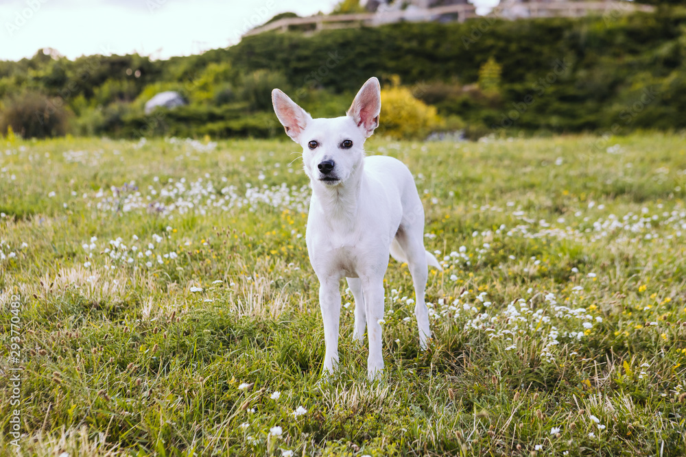 Adorable white Mexican Hairless Dog  Xoloitzcuintli with big pink ears staying on the field with flowers. Lovely pet outside